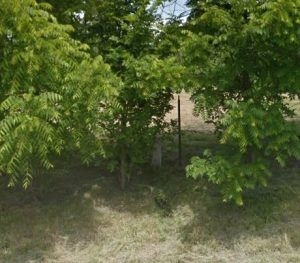 7008 Welland Jewish Congregation Cemetery (4 pgs)